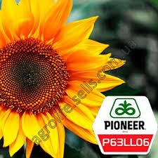 Насіння соняшнику Піонер &#171;P63 LL06&#187; ЛЛ06