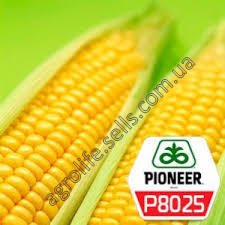 Насіння кукурудзи Піонер П8025 (P8025)
