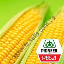 Насіння кукурудзи Піонер П8521 (P8521)