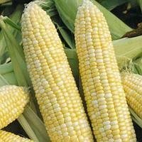 Насіння кукурудзи Піонер П8567 (P8567)