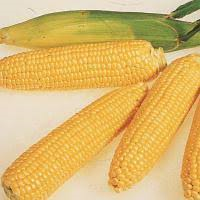 Насіння кукурудзи Піонер П9074 (P9074)