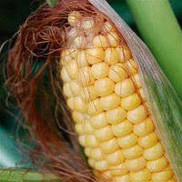 Насіння кукурудзи Піонер П9721 (P9721)