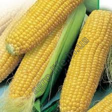 Насіння кукурудзи Піонер ПР37Н01 (PR37N01)