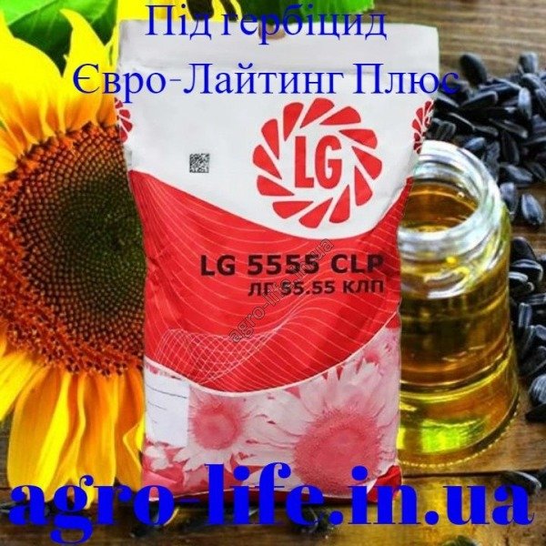 Насіння соняшнику ЛГ 5555 КЛП (LG 5555 CLP)
