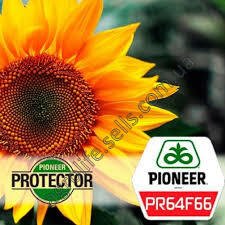 Насіння соняшнику Піонер PR64F66 Ф66