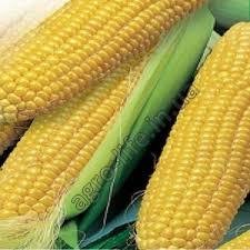 Насіння кукурудзи Пако