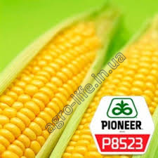 Насіння кукурудзи Піонер П8523 (P8523)
