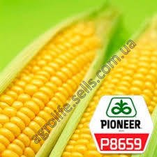 Насіння кукурудзи Піонер П8659 (P8659)
