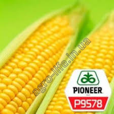 Насіння кукурудзи Піонер П9578 (P9578)