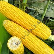 Насіння кукурудзи Піонер П9903 (P9903)