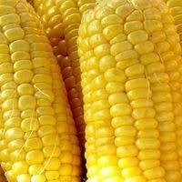 Насіння кукурудзи Піонер П0216 (P0216)